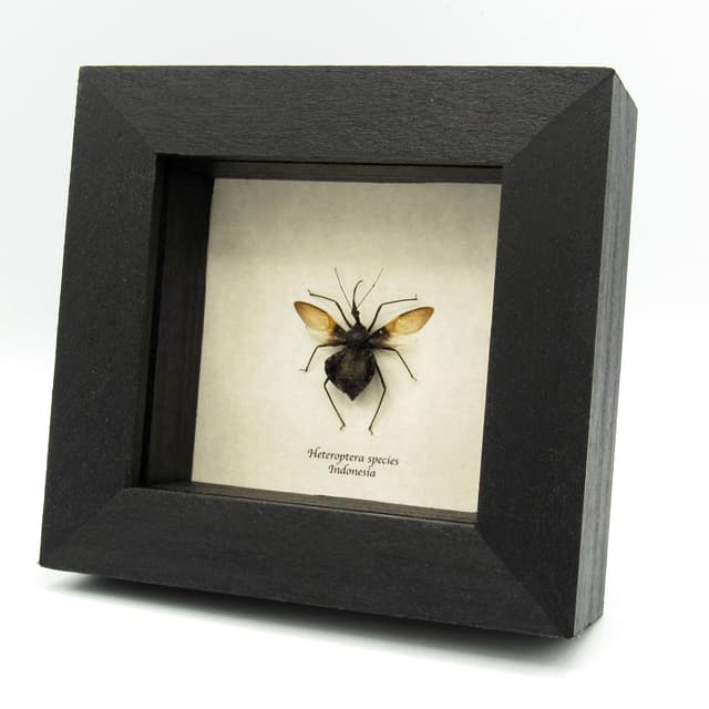 Real black Assassin bug framed taxidermy - Heteroptera species