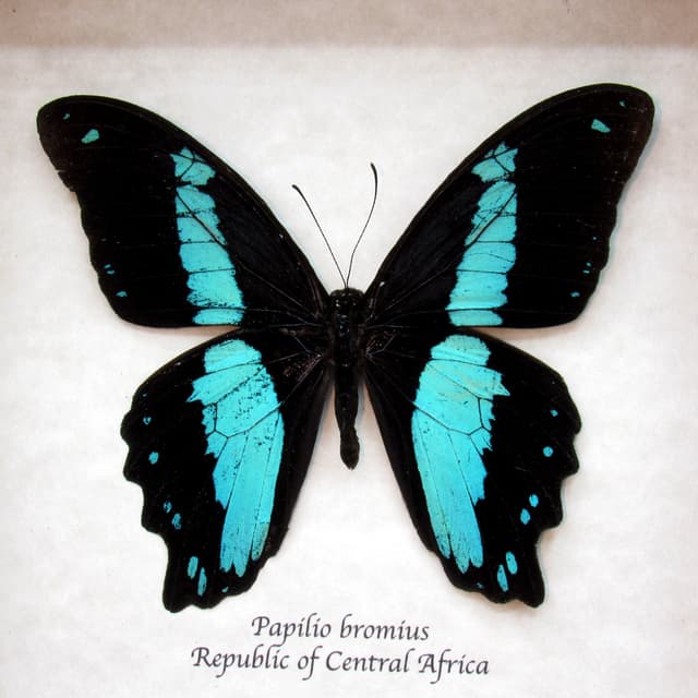 Real blue butterfly framed taxidermy - Papilio bromius