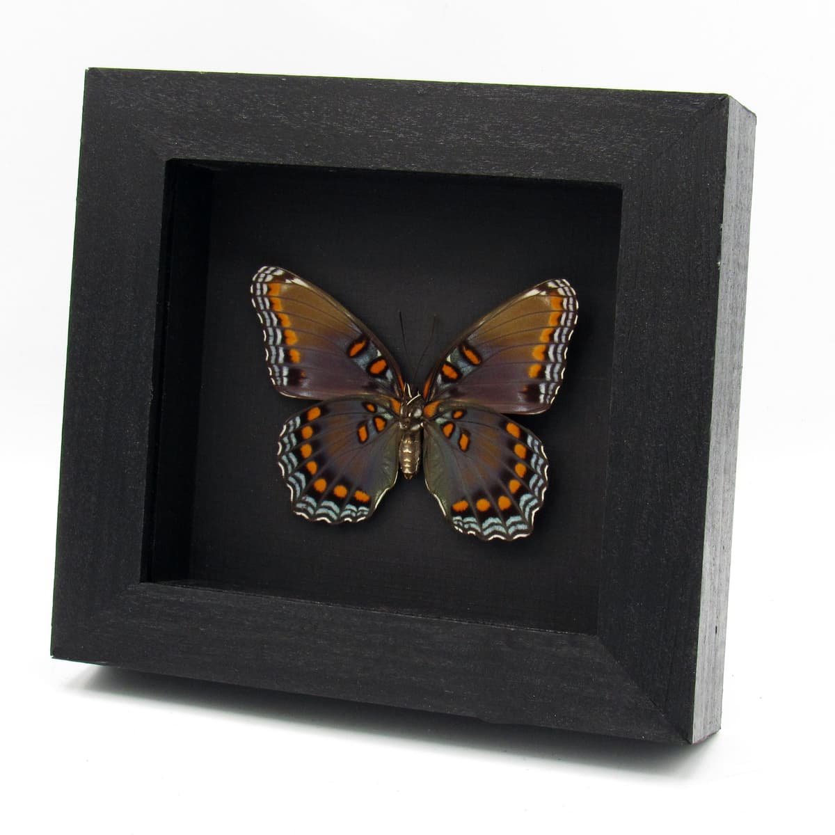 Large female "Red-spotted Purple" butterfly framed taxidermy - Limenitis arthemis astyanax - 2