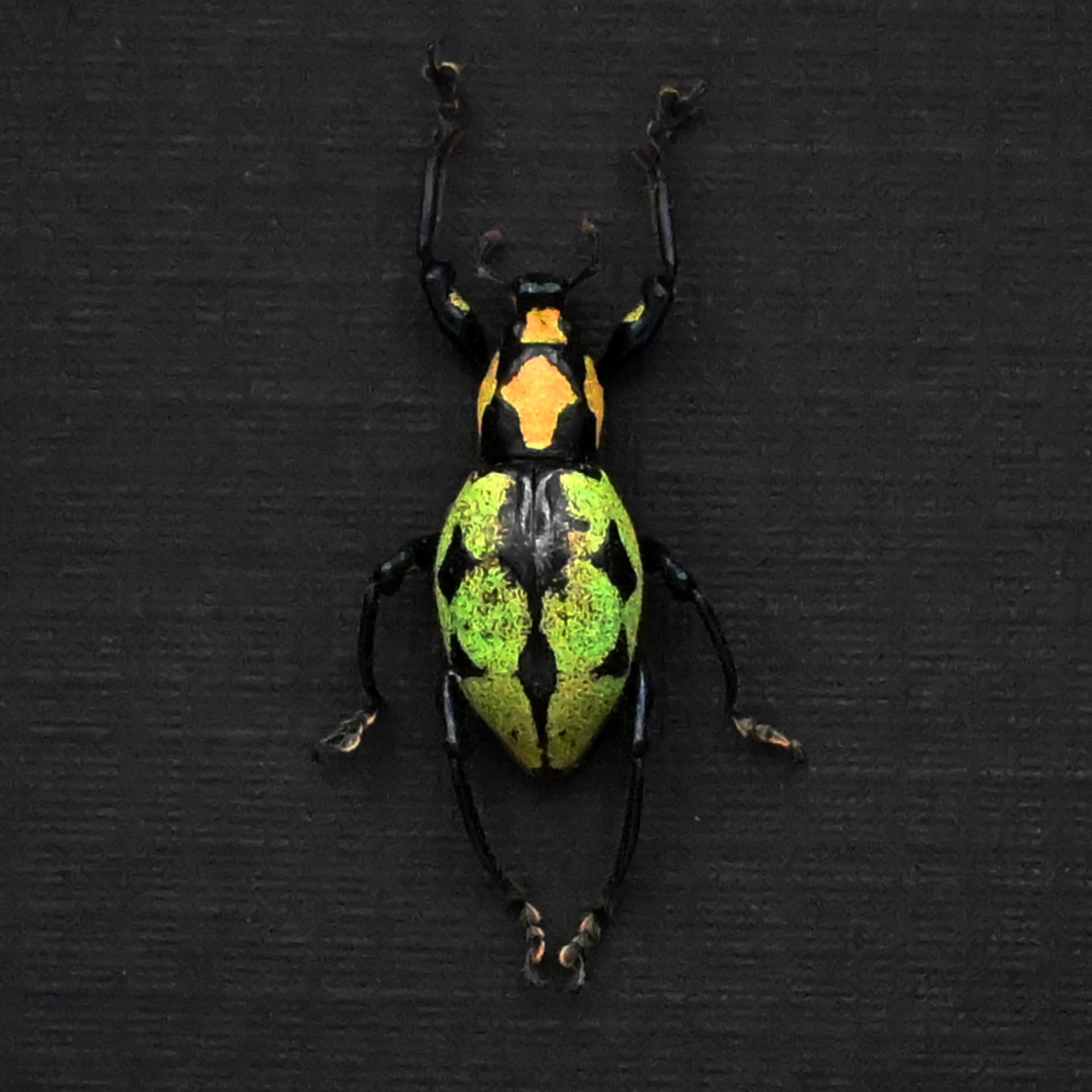 Rare glittering weevil beetle framed specimen - Pachyrhynchus reicherti
