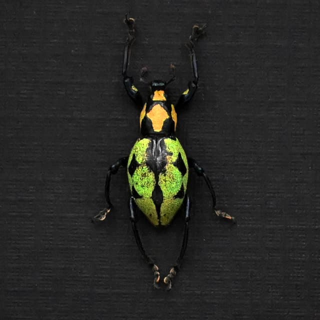 Rare glittering weevil beetle framed specimen - Pachyrhynchus reicherti