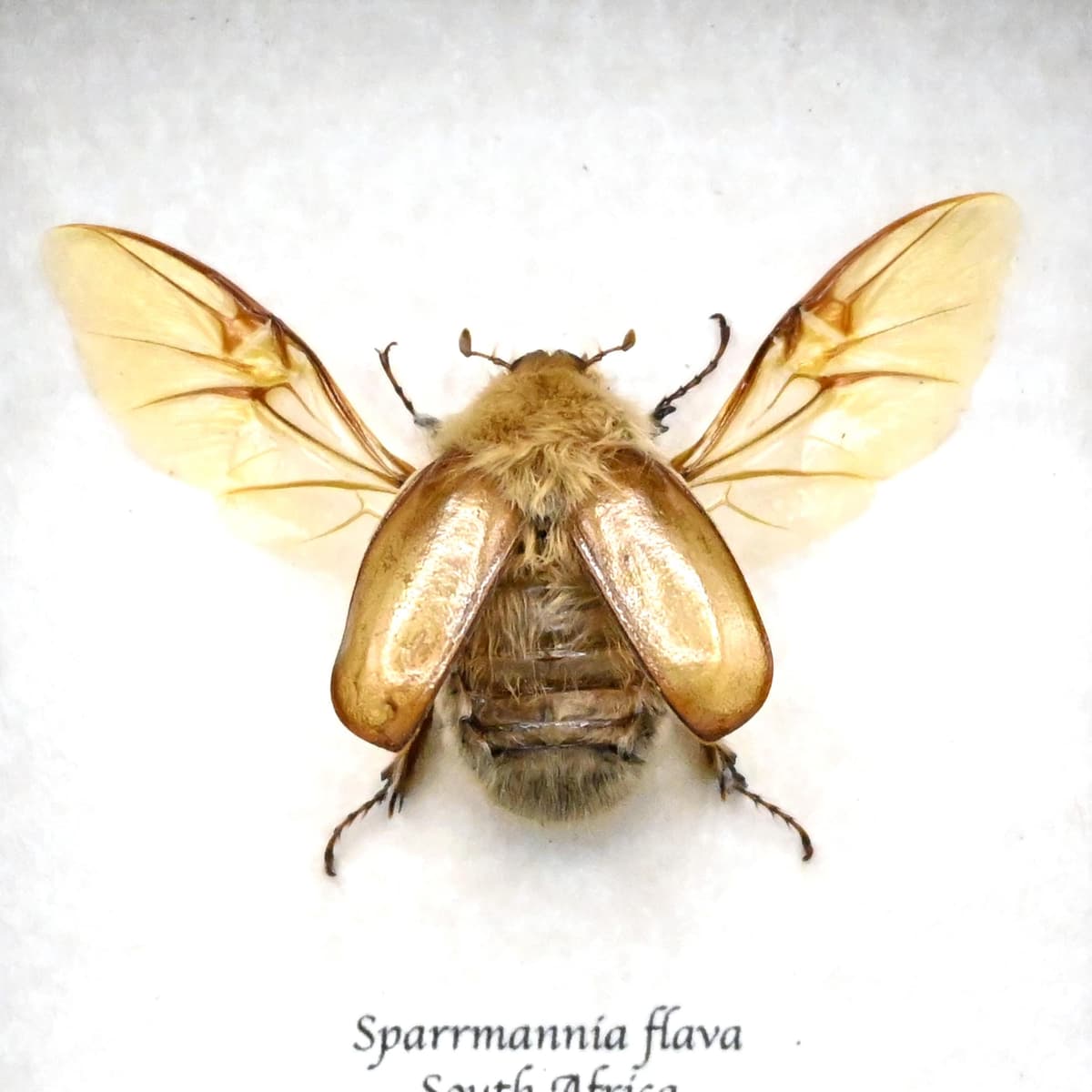 Rare Woolly Leaf Chafer beetle framed specimen - Sparrmannia flava