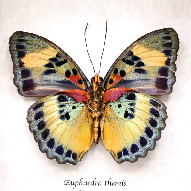Rare Themis Forester butterfly framed taxidermy - Euphaedra themis