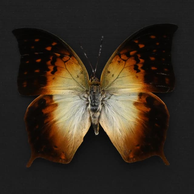 Real sunrise butterfly framed taxidermy - Charaxes fulvescens - large female