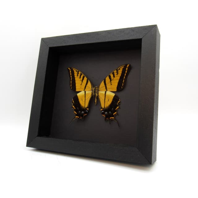 Rare large Two-Tailed Swallowtail framed - Papilio multicaudata grandiosus - minor damage