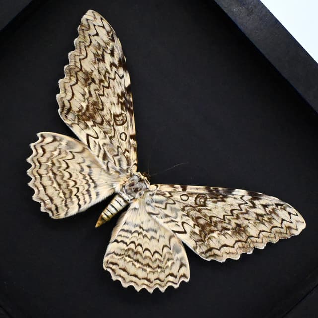 Real Giant White Witch moth framed taxidermy - Thysania agrippina - 7.8" wingspan