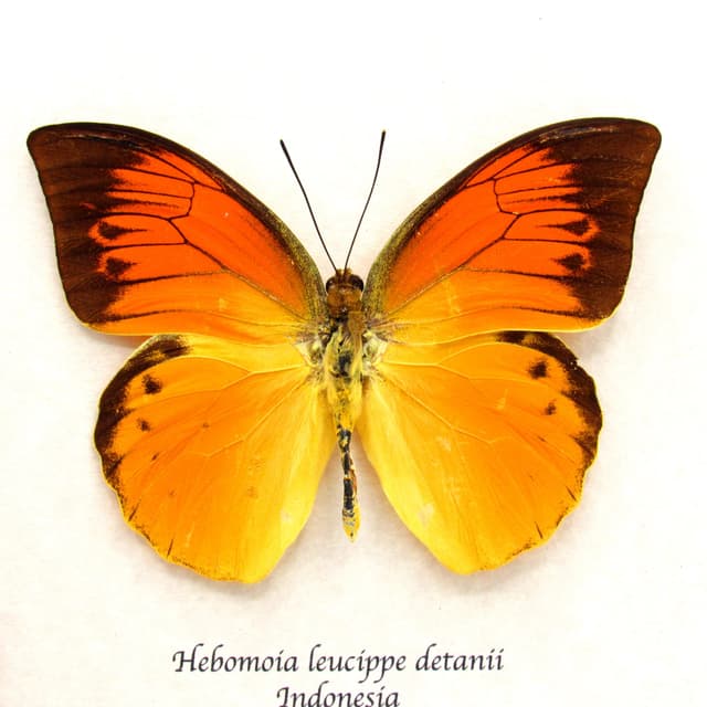 Very rare neon orange butterfly framed specimen - Hebomoia leucippe detanii