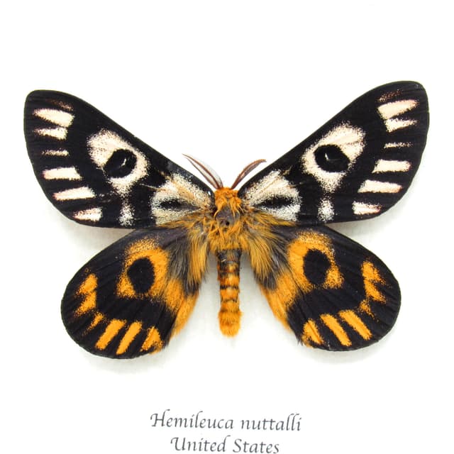 Real rare Sheep moth framed taxidermy - Hemileuca nuttalli - dark form - large