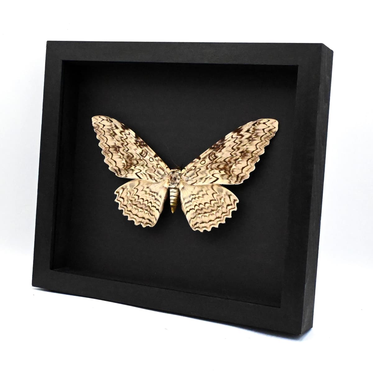 Real Giant White Witch moth framed taxidermy - Thysania agrippina - 7.8" wingspan