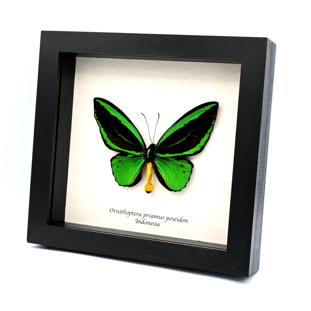 Real XL green Birdwing butterfly framed taxidermy - Ornithoptera priamus poseidon