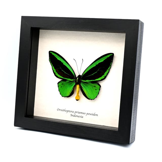 Real XL green Birdwing butterfly framed taxidermy - Ornithoptera priamus poseidon