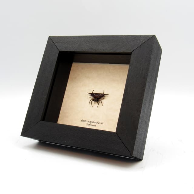 Real tiny Orb Weever Spider framed taxidermy - Gasteracantha diardi