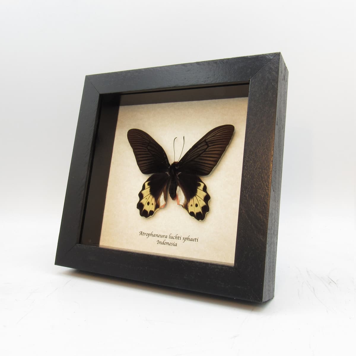 Real butterfly framed taxidermy - Atrophaneura luchti sphaeti