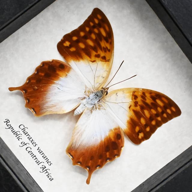 Real sunrise butterfly framed taxidermy - Charaxes varanes - large female