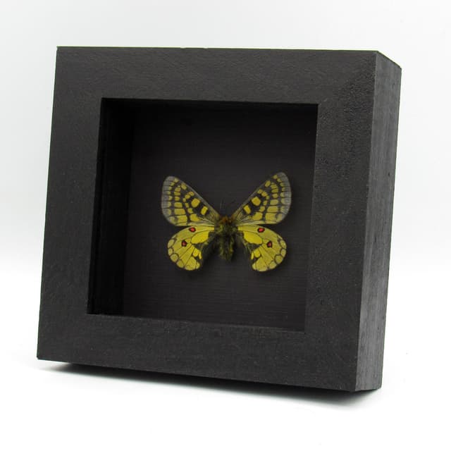 Rare yellow butterfly framed taxidermy - Parnassius eversmanni septentrionalis - female