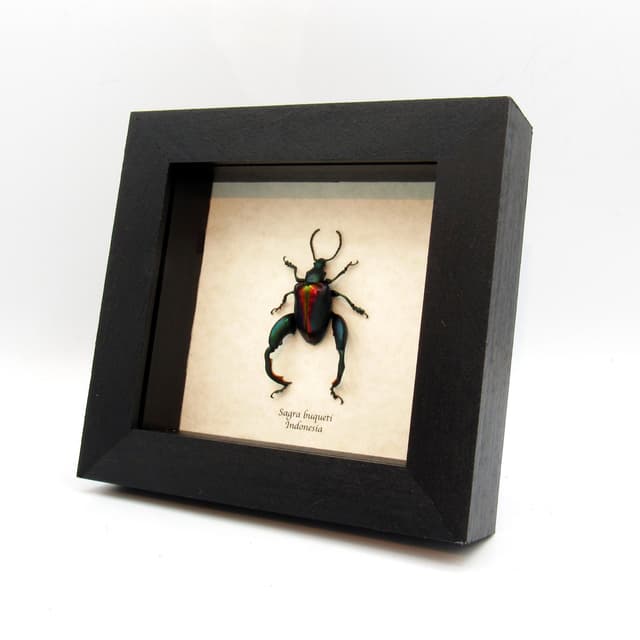 Real XL Rainbow Frog-Legged Leaf beetle framed taxidermy - Sagra buqueti