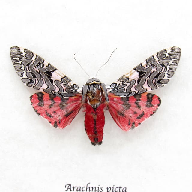 Real framed taxidermy Tiger Moth - Arachnis picta - large female