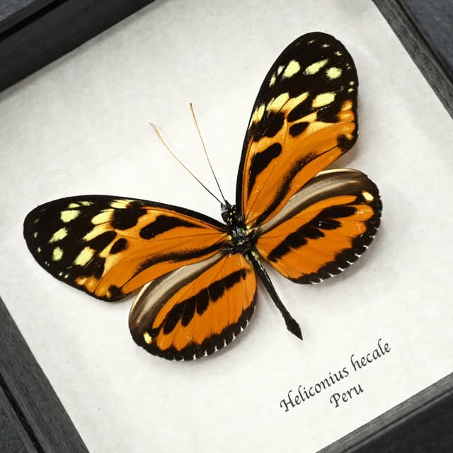 Real Tiger Longwing butterfly framed taxidermy - Heliconius hecale