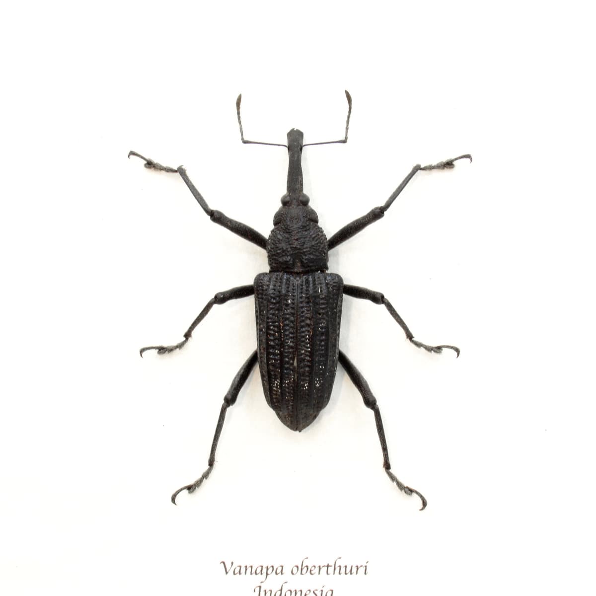 Real large Hoop Pine Weevil beetle framed taxidermy - Vanapa oberthuri