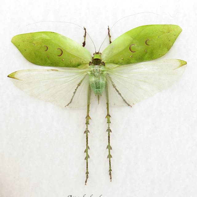 Real giant thorny grasshopper framed taxidermy - Ancylecha fenestrata