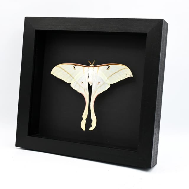 Rare Spirit Moon moth framed taxidermy - Actias rhodopneuma - female - Victorian mount - minor damage