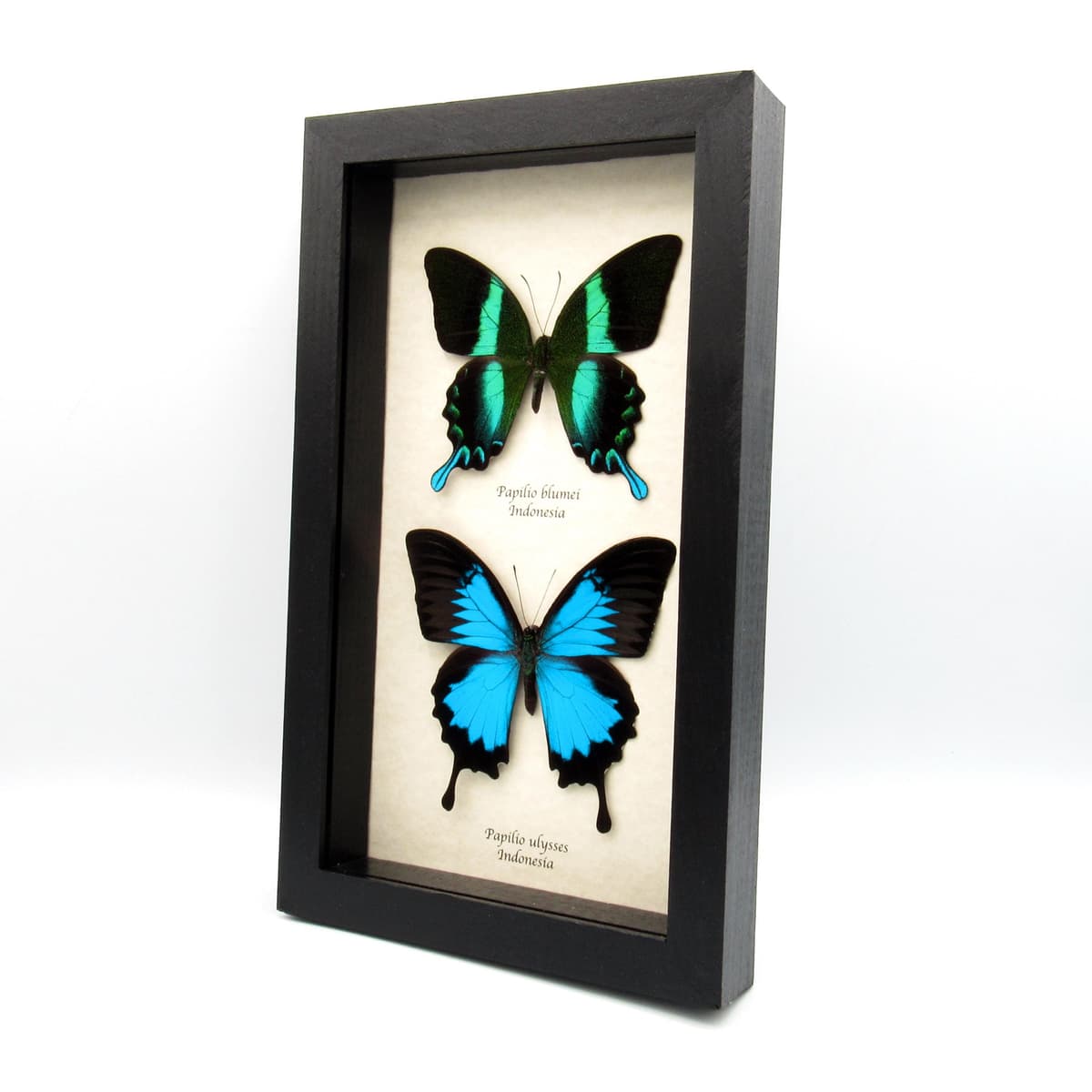 Real iridescent blue butterflies framed - Papilio ulysses + Papilio blumei