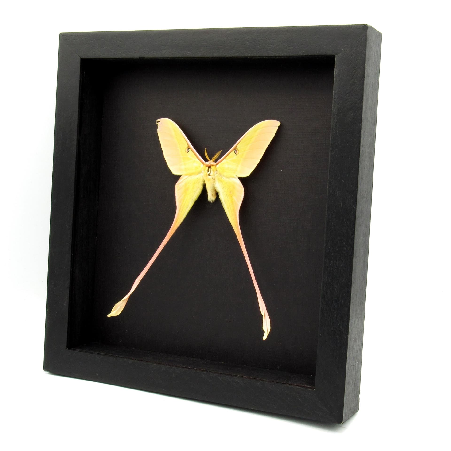 Rare XL Chinese Moon Moth framed taxidermy - Actias dubernardi - minor damage