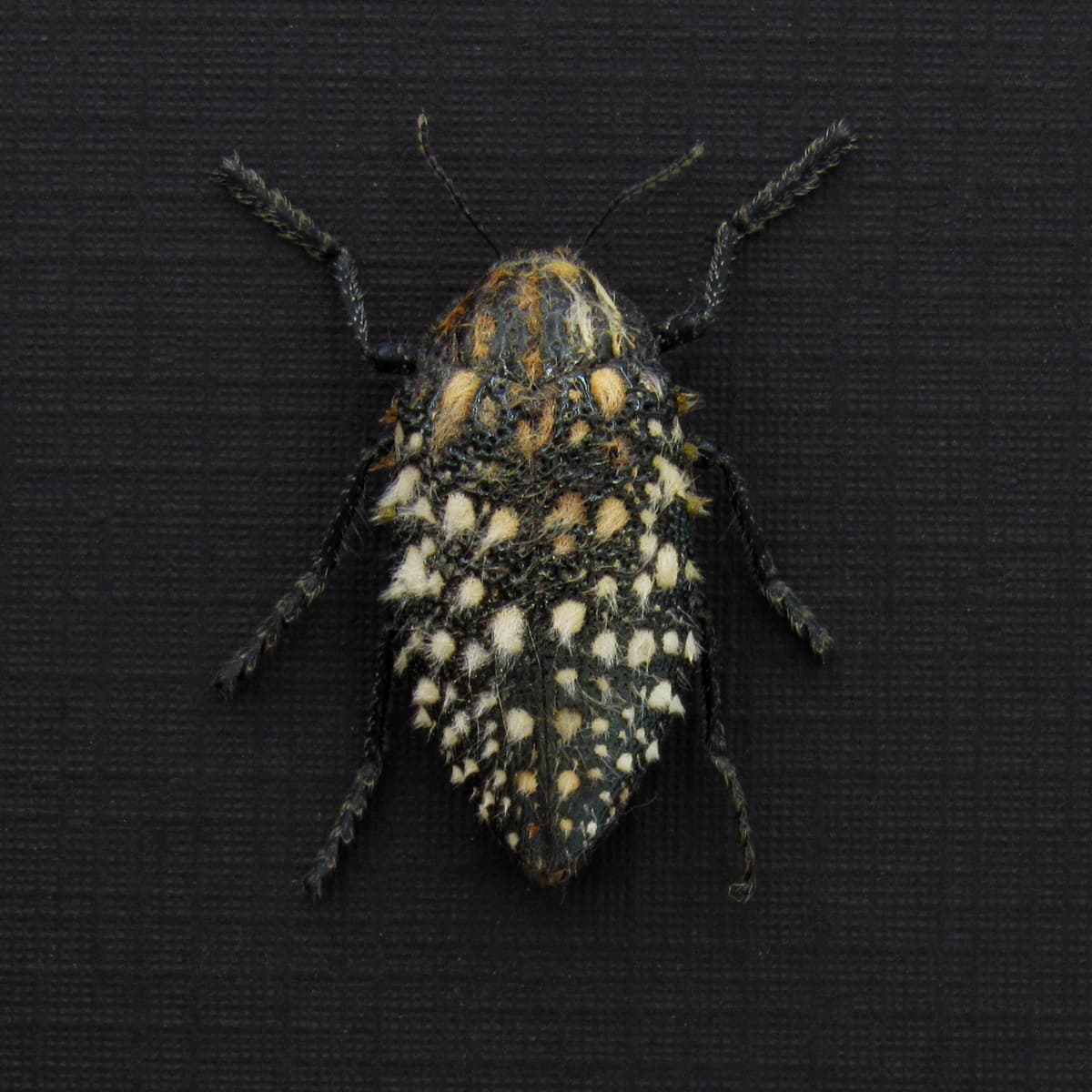 Real furry Jewel beetle framed taxidermy - Julodis sulcicollis