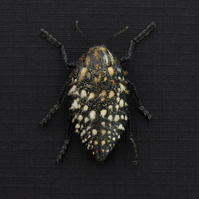 Real furry Jewel beetle framed taxidermy - Julodis sulcicollis