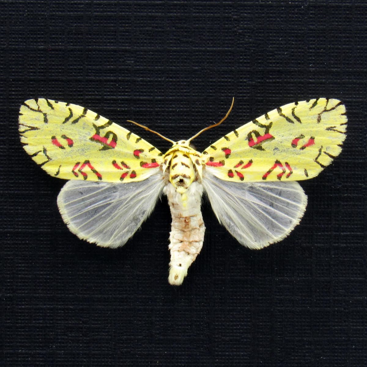 Rare tiny Pikachu moth framed taxidermy - Mazuca strigicincta