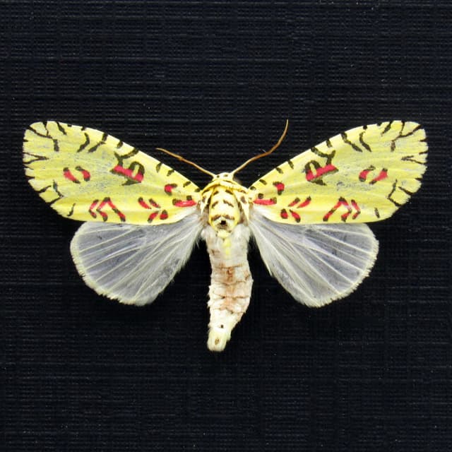 Rare tiny Pikachu moth framed taxidermy - Mazuca strigicincta