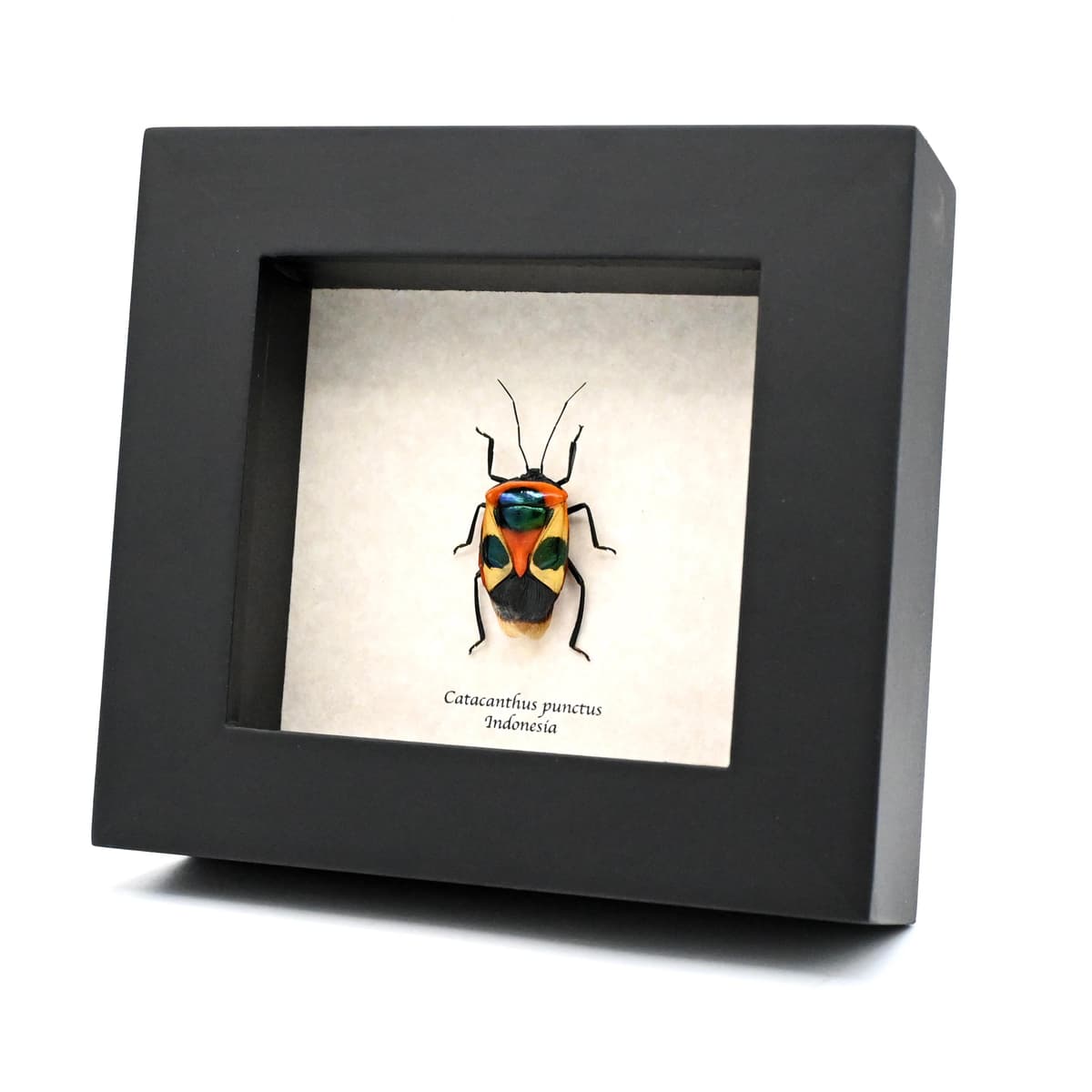 Real bug that looks like a Halloween mask framed taxidermy - Catacanthus punctus