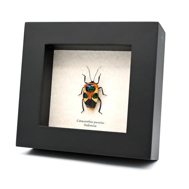 Real bug that looks like a Halloween mask framed taxidermy - Catacanthus punctus