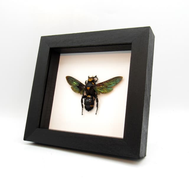 Giant XL wasp framed taxidermy - Megascolia procer javenensis - female