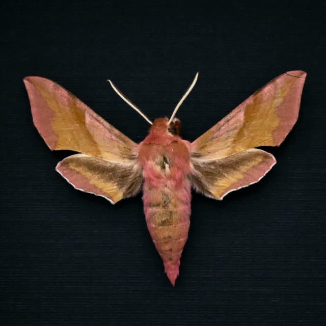 Real pink Elephant Hawk-moth framed taxidermy - Deilephilia porcellus
