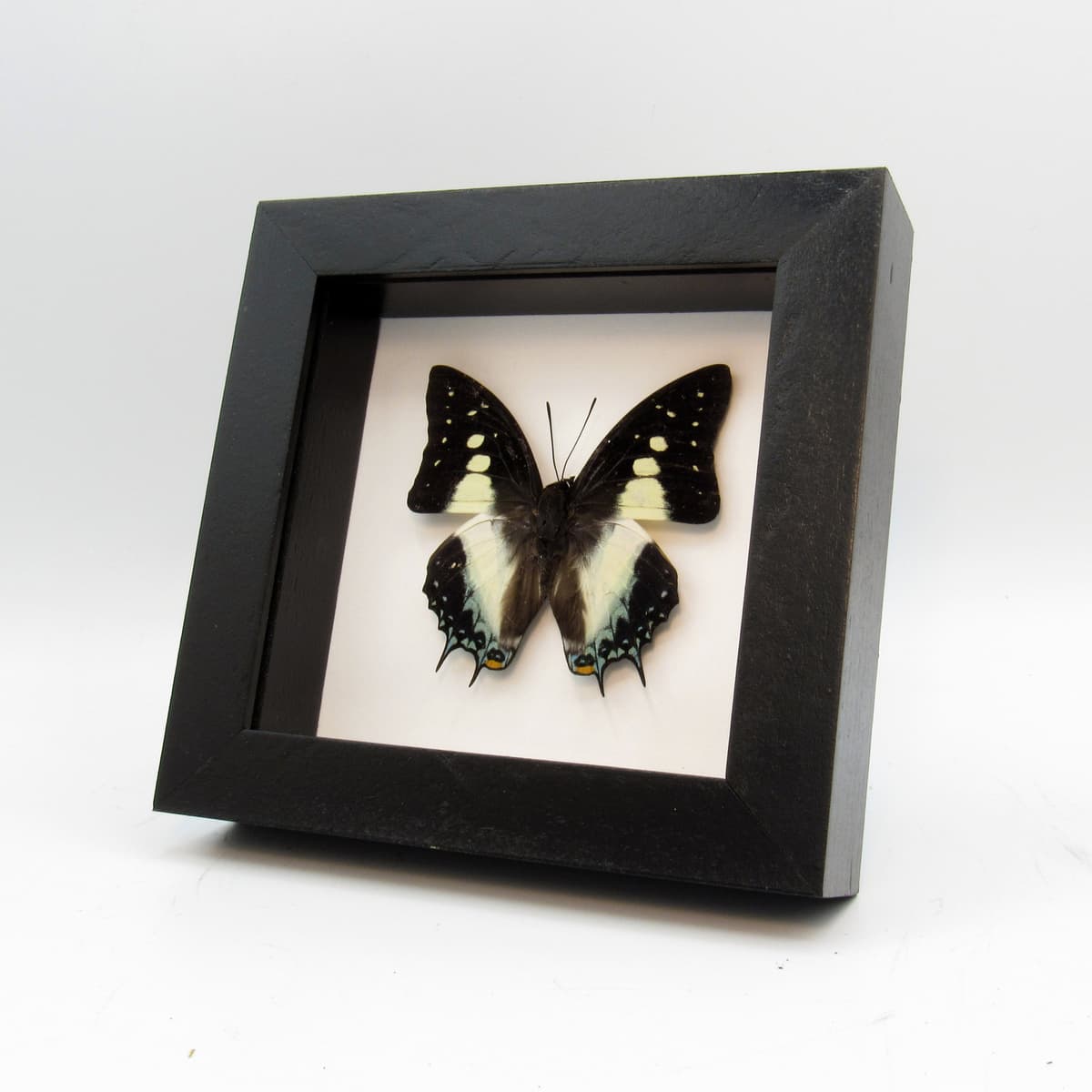 Real framed taxidermy butterfly - Polyura pyrrhus