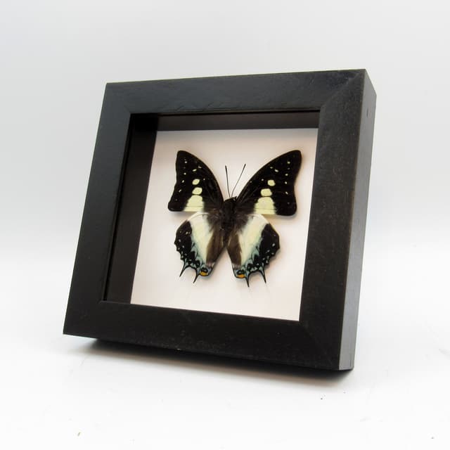 Real framed taxidermy butterfly - Polyura pyrrhus
