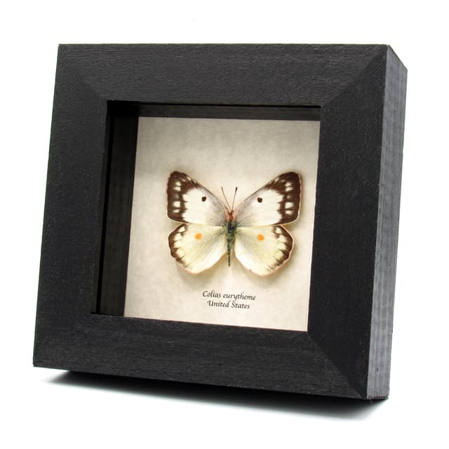 Real White Sulphur butterfly framed taxidermy - Colias eurytheme - female