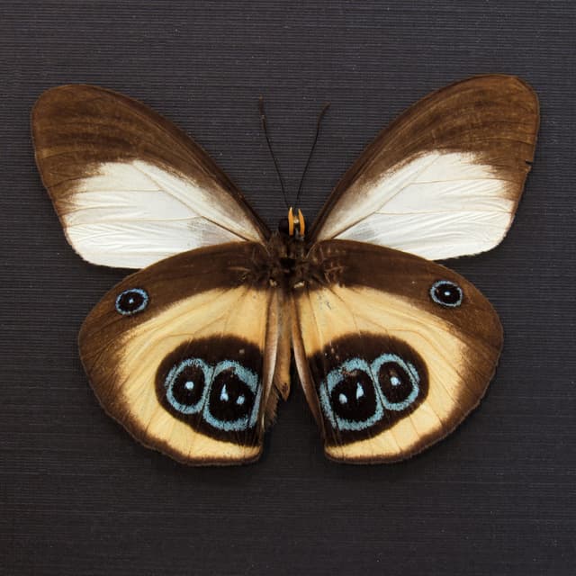 Real Owl butterfly framed taxidermy - Taenaris bioculatus