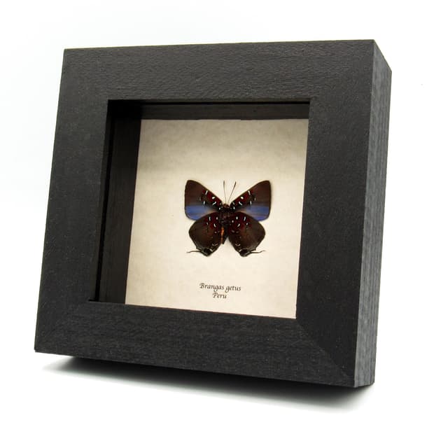 Rare Hairstreak butterfly framed specimen - Brangas getus