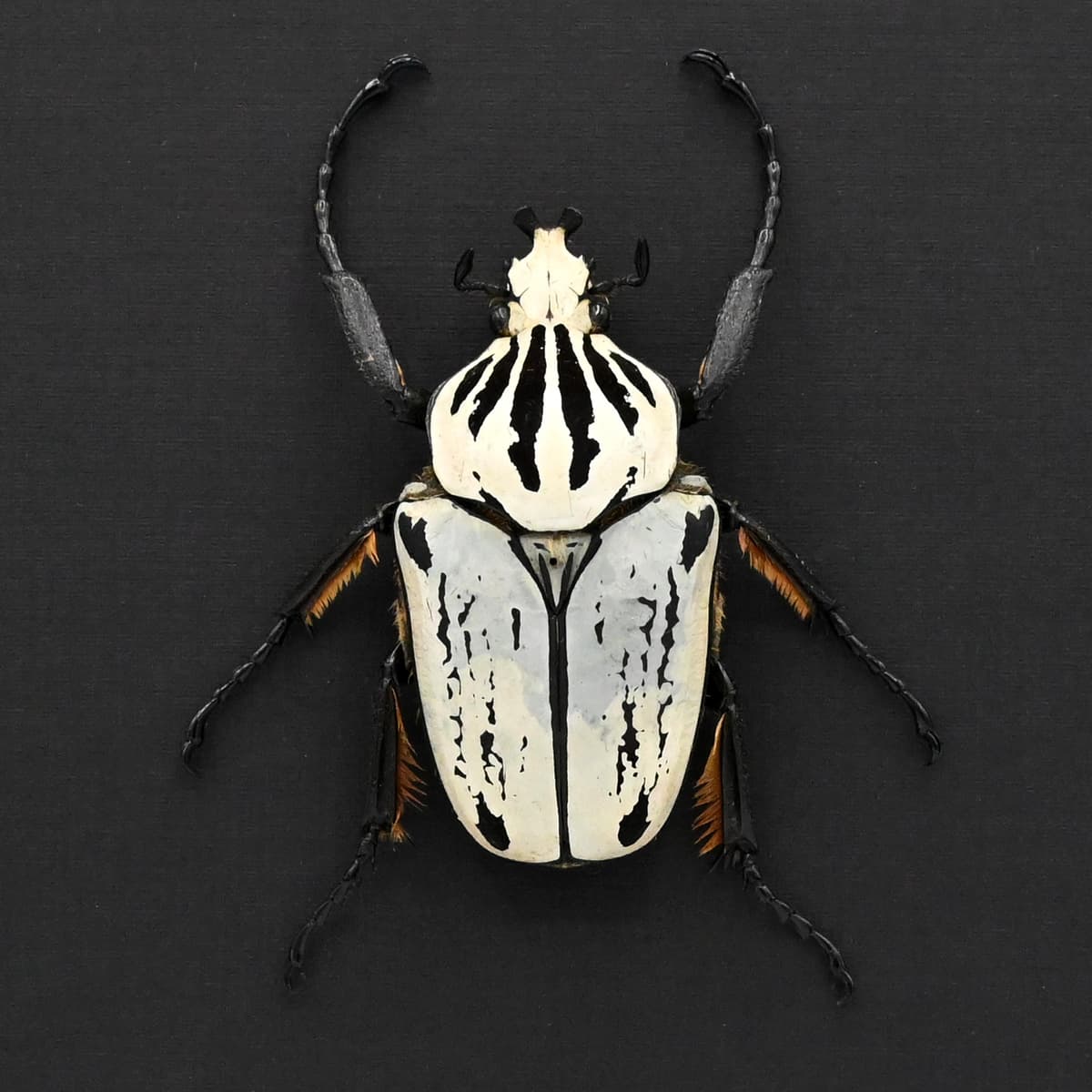 Real giant Flower beetle framed taxidermy - Goliathus orientalis preissi (usambarensis)