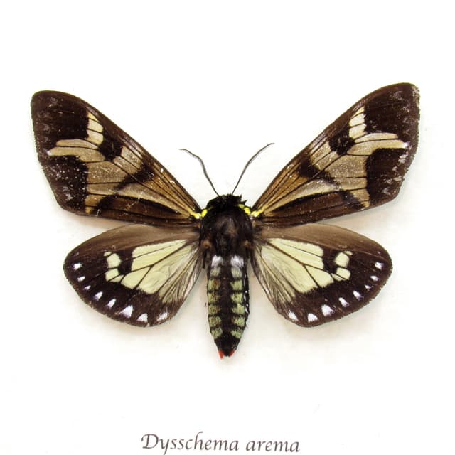 Real Erebid moth framed taxidermy - Dysschema arema