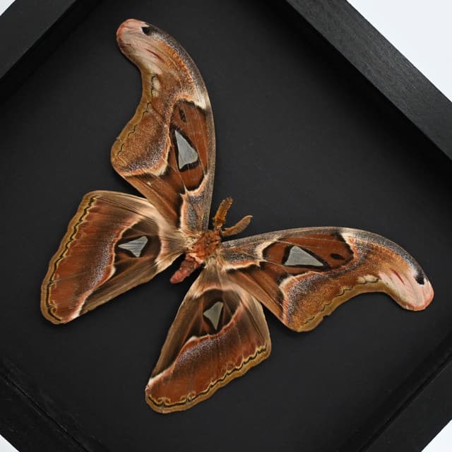 Real Giant Atlas moth framed taxidermy - Attacus erebus