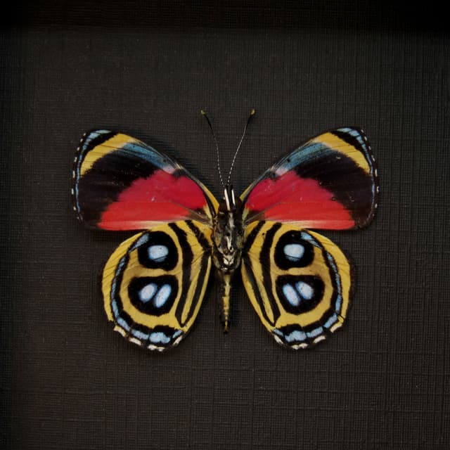 Real red butterfly framed taxidermy - Callicore peristera