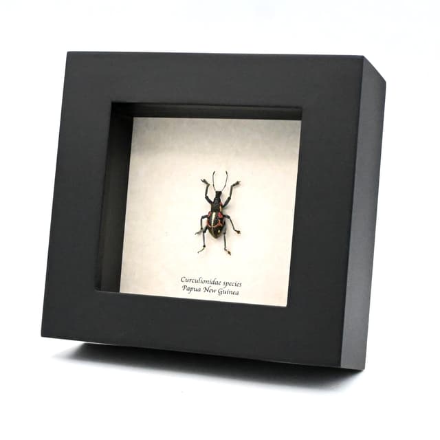 Real Weevil framed beetle taxidermy - Curculionidae species