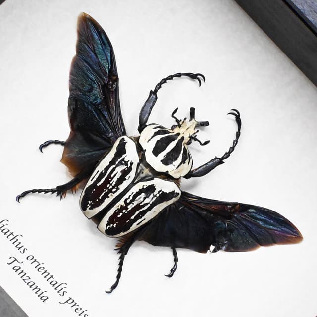 Real giant Flower beetle framed taxidermy - Goliathus orientalis preissi (usambarensis)