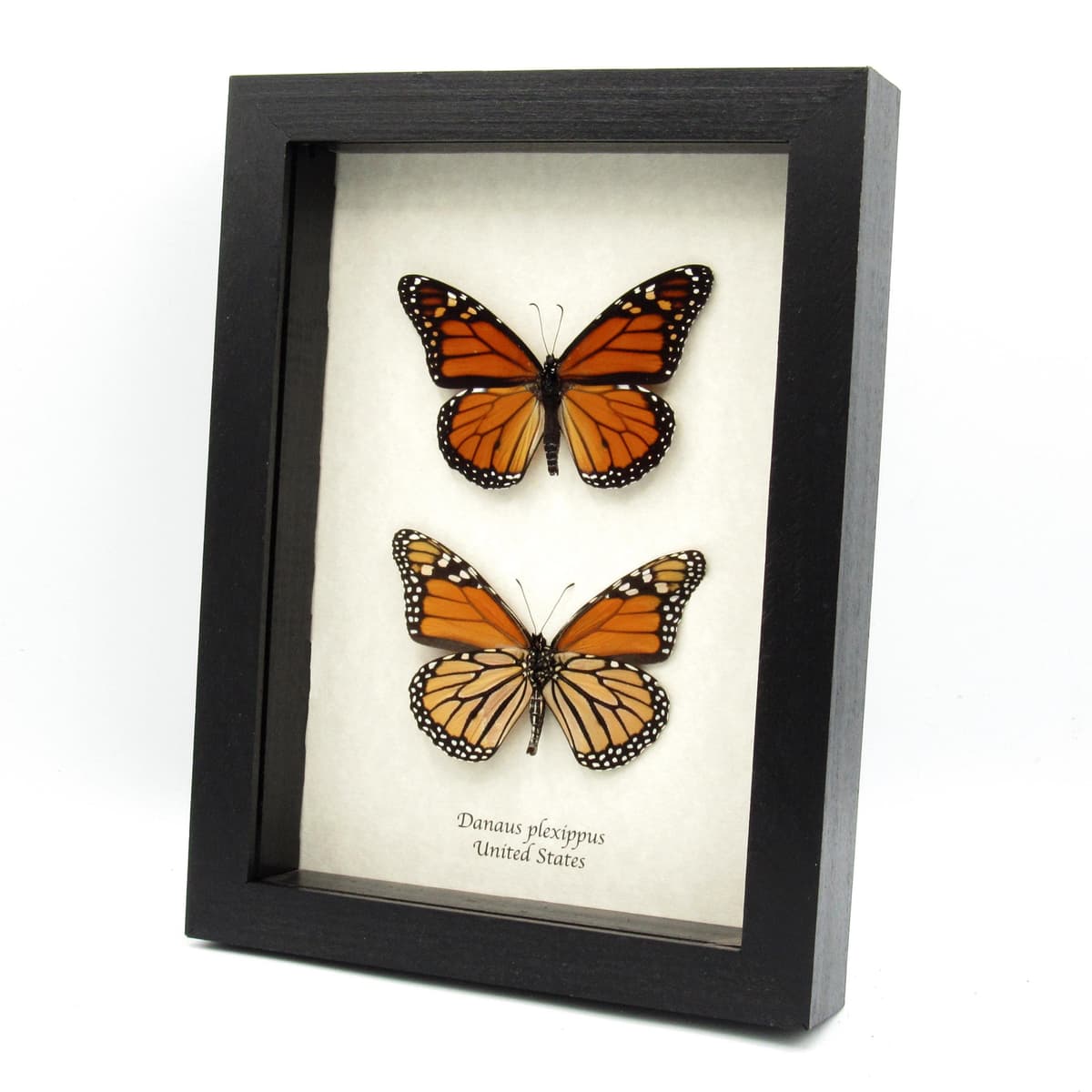 Real Monarch Pair taxidermy - Danaus plexippus - male and female