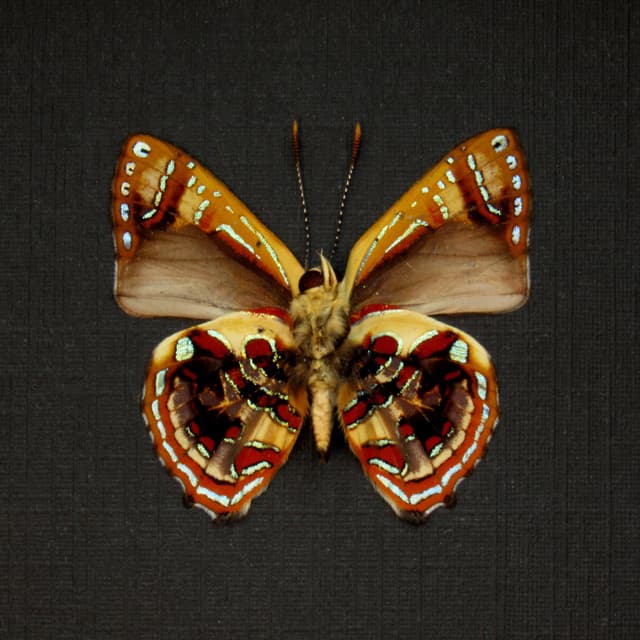 Real metallic Narcissus Jewel butterfly framed taxidermy - Hypochrysops narcissus