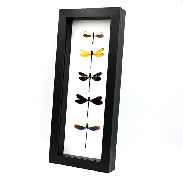 Real Dragonfly collection framed taxidermy