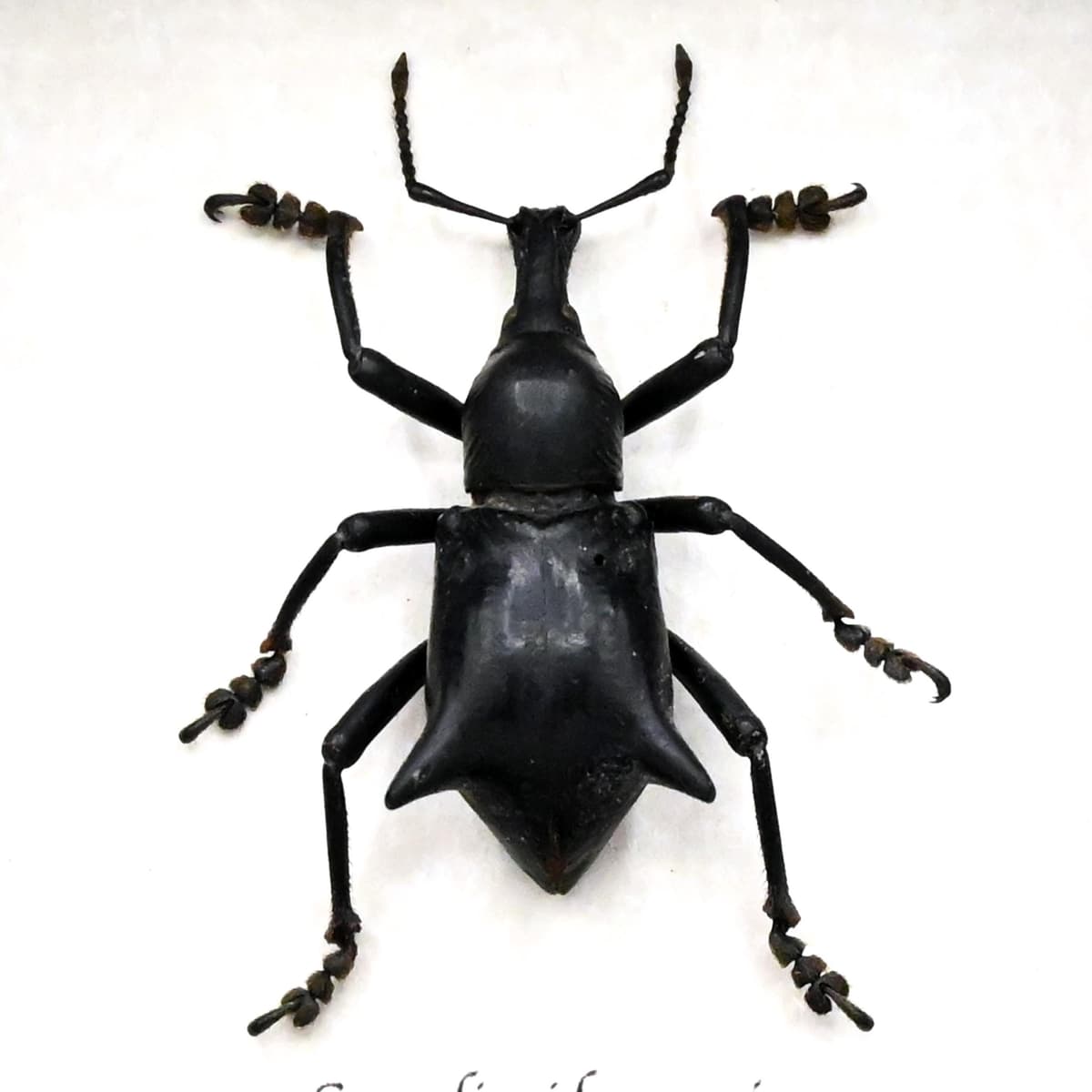 Rare large Thorned Weevil beetle framed specimen - Curculionidae species
